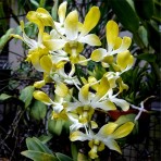 Dendrobium Genting Royal